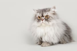 Χνουδωτή γκρι περσική γάτα με κεχριμπαρένια μάτια, καθισμένη μπροστά σε ανοιχτό φόντο