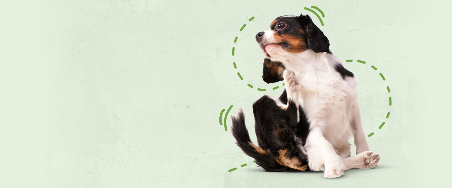 Hond krabt aan zijn oor op een groene achtergrond.