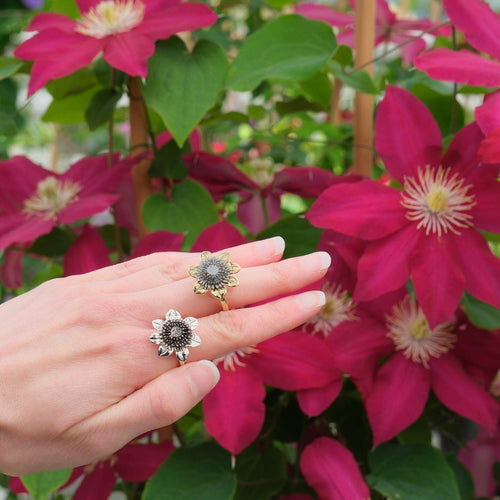 Clematis Empress Ring Catherine Best Dev 