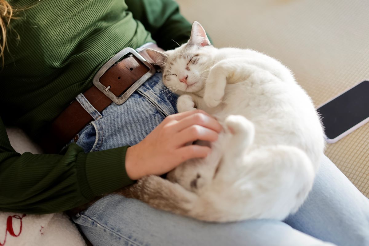 A female petting a relaxed cat on their lap.