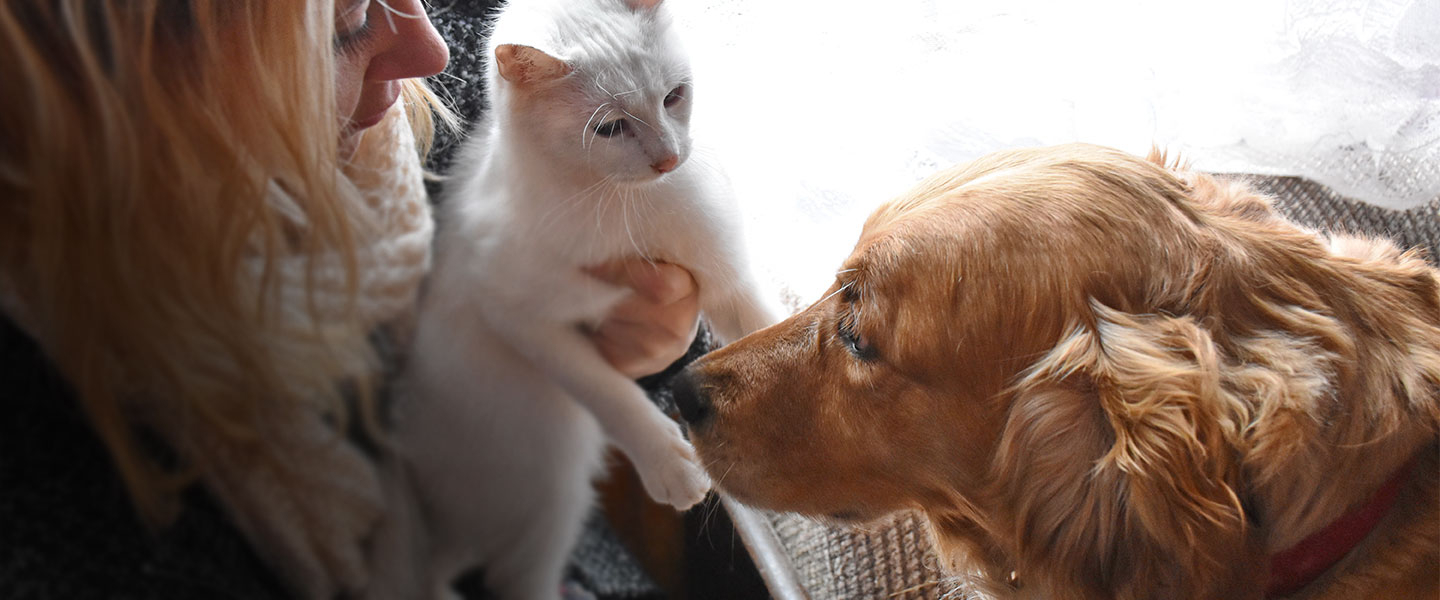 Mujer sosteniendo un gato blanco cerca de un golden retriever