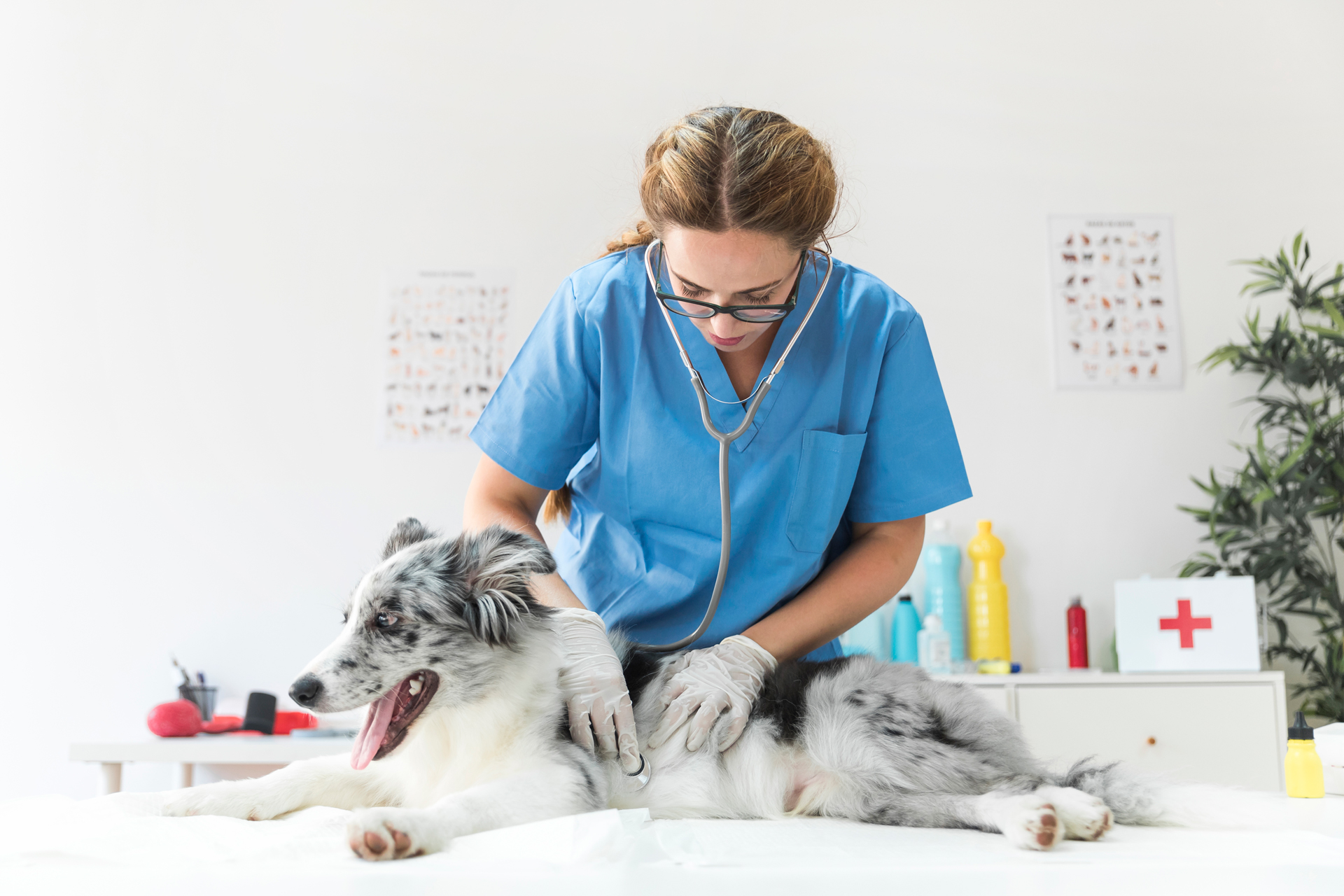 A veterinarian examining a dog with a stethoscope. 