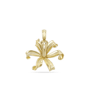 Nerine Lily Catherine Best 