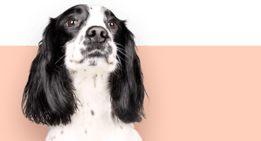 Zwart-witte hond met lange oren op roze achtergrond.