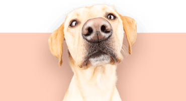 Close-up van een nieuwsgierige Labrador Retriever op roze achtergrond.