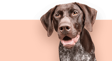 Bruine hond met witte borst op perzikkleurige achtergrond, kijkt naar de camera.