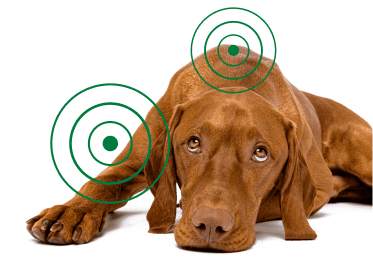 Brown dog lying down with target symbols.