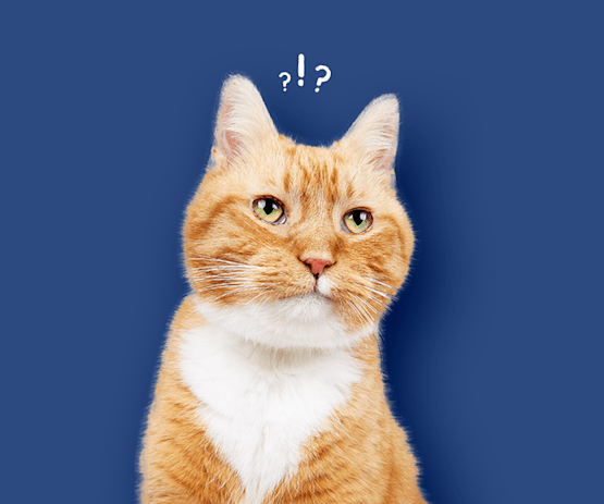 Confused orange cat with question marks above its head on a blue background.