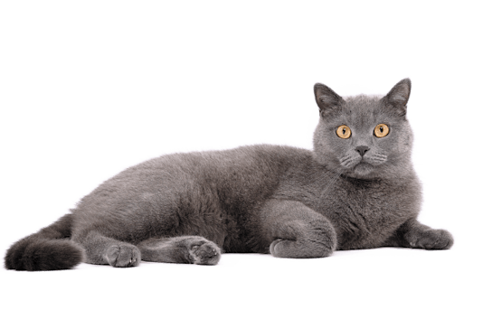 Gray cat with orange eyes lying down on white background.