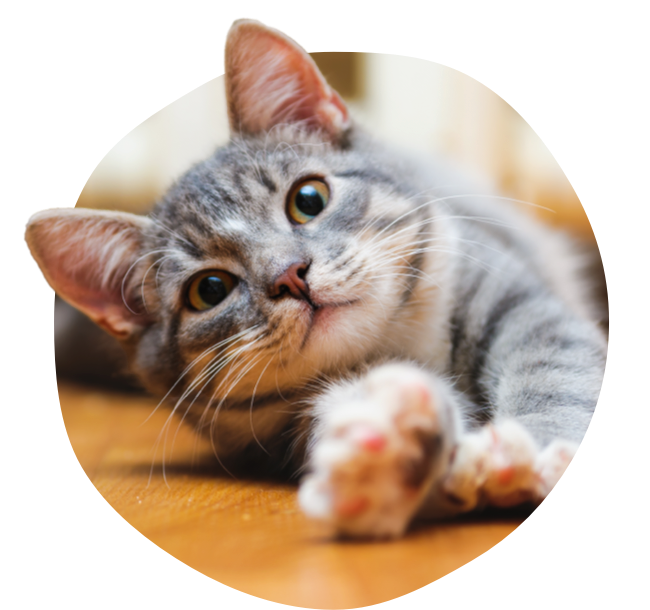 Gray cat lying on wooden floor looking up with paw outstretched.