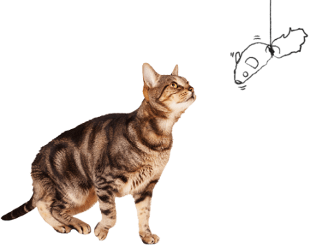 Gato gris acostado sobre fondo blanco