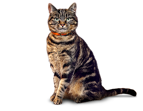 Cirmos macska narancssárga nyakörvvel ülve