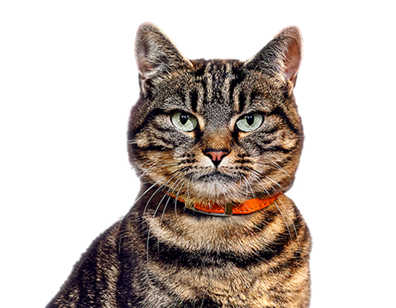 Tabby cat with orange collar looking forward