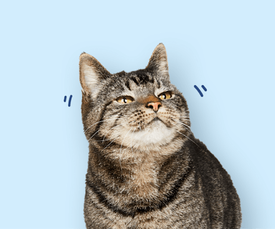 Gato naranja confundido con signos de interrogación sobre su cabeza en un fondo azul