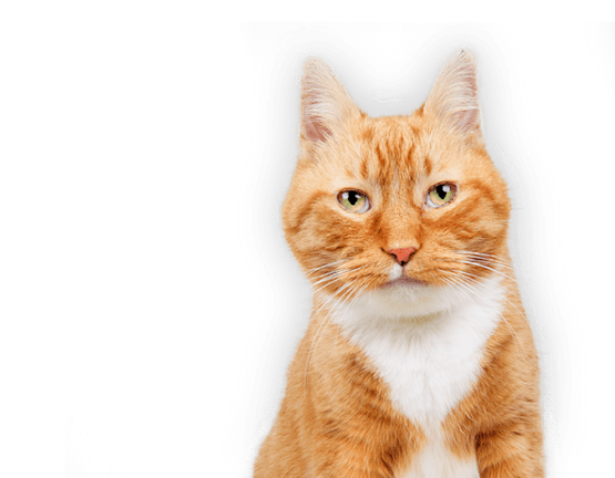 Orange tabby cat with a serious expression.