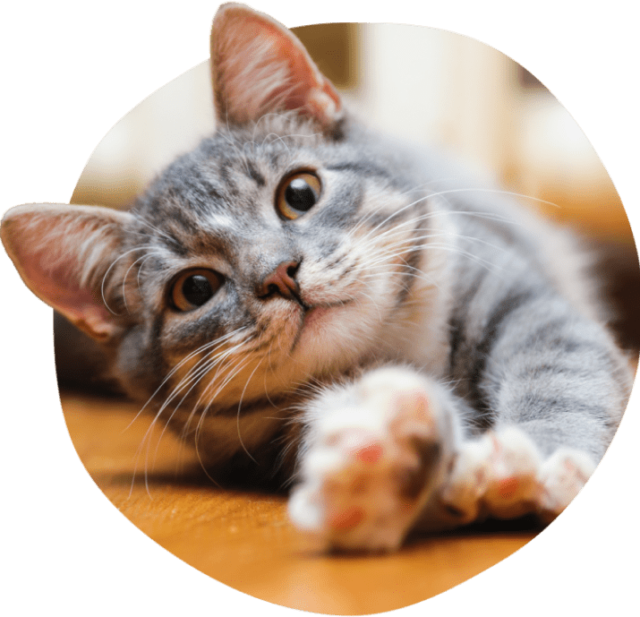 Gray tabby cat stretching on wooden floor.