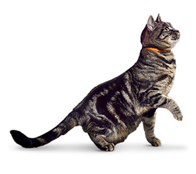 แมวลายกับปลอกคอสีส้มกำลังนั่งตัวตรง