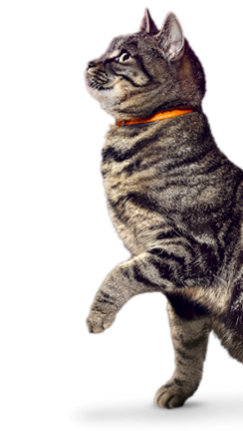 แมวลายกับปลอกคอสีส้มยืนด้วยขาหลัง