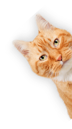 Πορτοκαλί γάτα με πράσινα μάτια δείχνει περίεργη