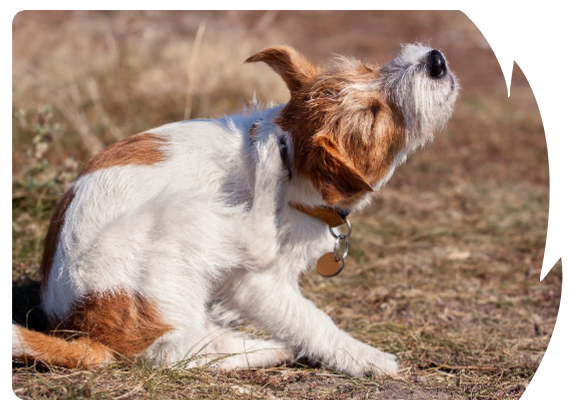 Câinele se scarpină pe față cu laba în timp ce stă întins