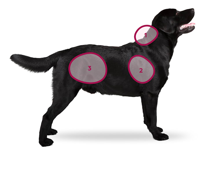 Perro negro con áreas numeradas en su cuerpo etiquetadas 1, 2 y 3