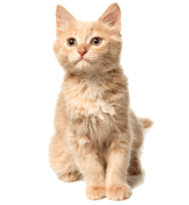 Orange tabby kitten sitting.