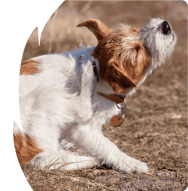Dog scratching its neck in a field