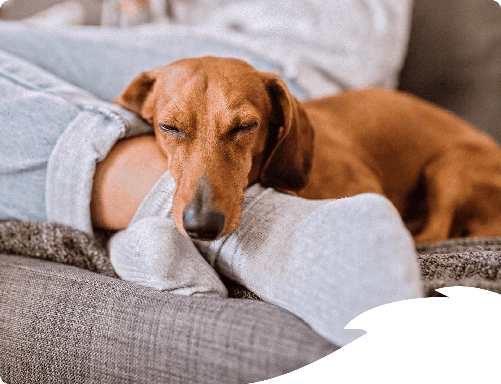 Dachshund dog sleeping on person's leg on a couch.