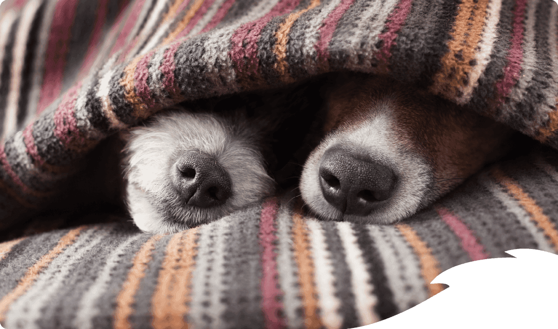 Two dogs snuggled under a striped blanket.