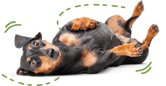 Speelse zwart met bruine hond die op zijn rug ligt.