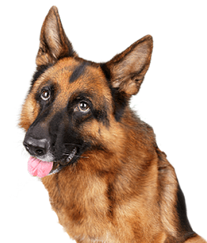 Schäferhund med tungan ute mot en vit bakgrund