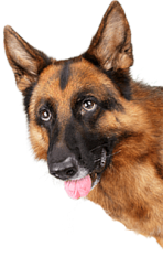 Schäferhund med tungan ute mot en vit bakgrund