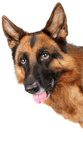 Schäferhund med tungan ute mot en vit bakgrund