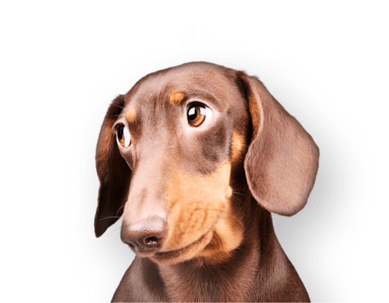Dachshund con expresión curiosa y signos de interrogación sobre la cabeza