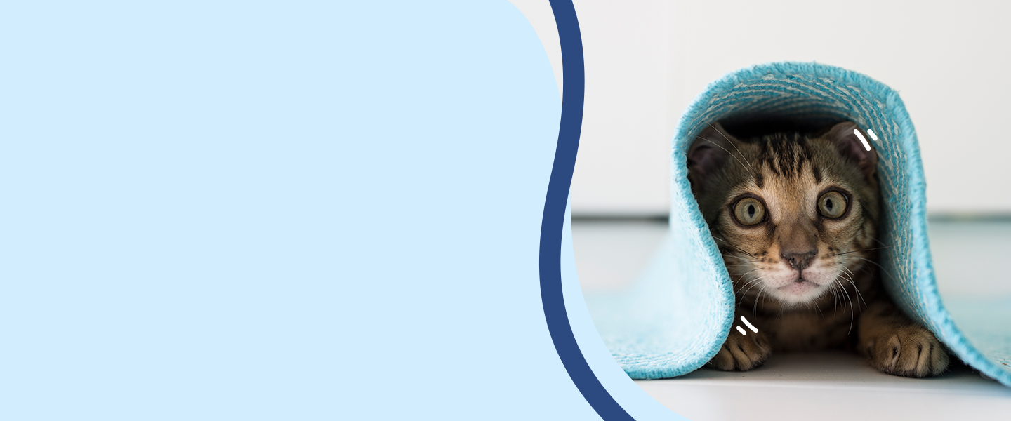 Gato asomándose por debajo de una alfombra azul con expresión curiosa