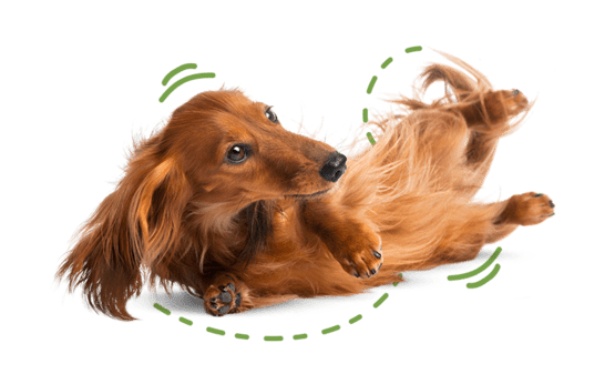 Long-haired dachshund rolling on its back