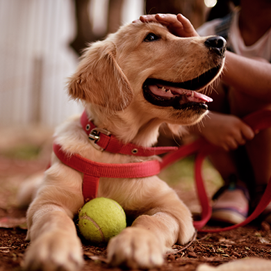 Golden retriever puppy with a ball being petted