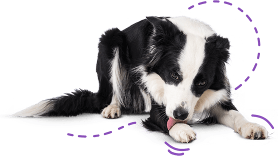 Border collie ligt neer en likt zijn poot.