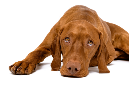 Brun hund som ligger ner med ett avslappnat uttryck mot vit bakgrund