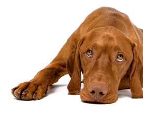 Brun hund som ligger ner med ett avslappnat uttryck mot vit bakgrund