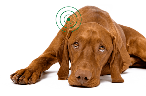 Perro marrón acostado con un remolino verde sobre la cabeza