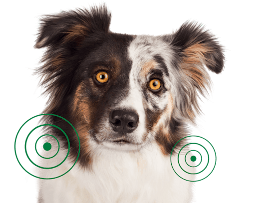 Perro pastor australiano con círculos concéntricos en el pecho