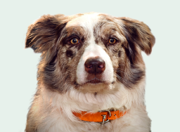 Australisk herdehund med koncentriska cirklar på bröstet