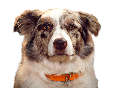 Australisk herdehund med koncentriska cirklar på bröstet