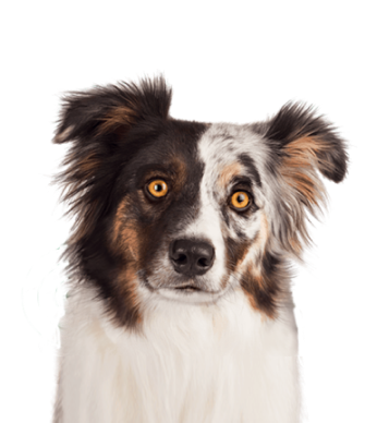 Närbild på en Australian Shepherd-hund med flerfärgad päls