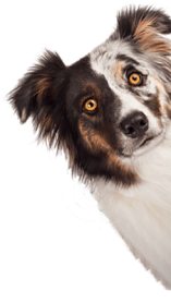 Närbild på en Australian Shepherd-hund med flerfärgad päls