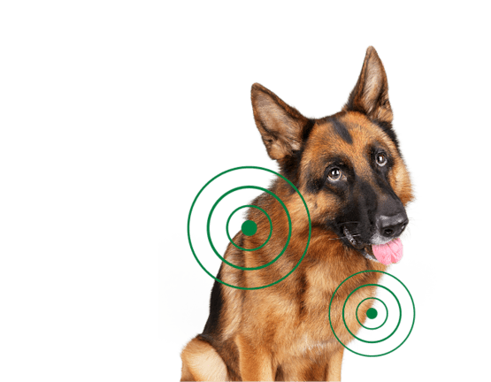 Pastor alemán con círculos verdes superpuestos