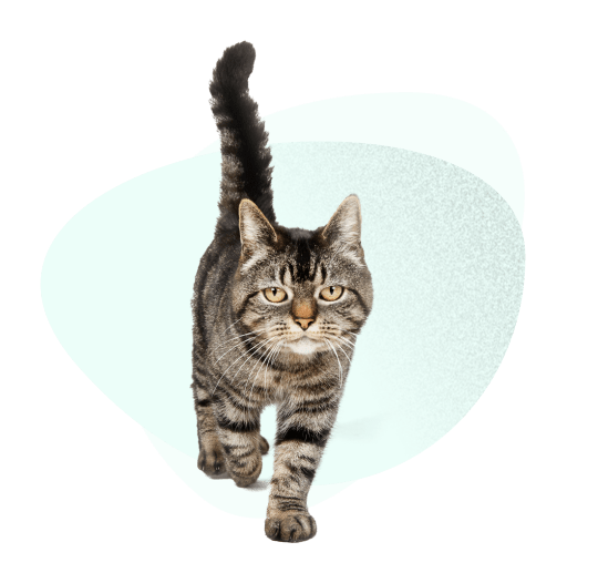 Tabby cat walking forward on white background.