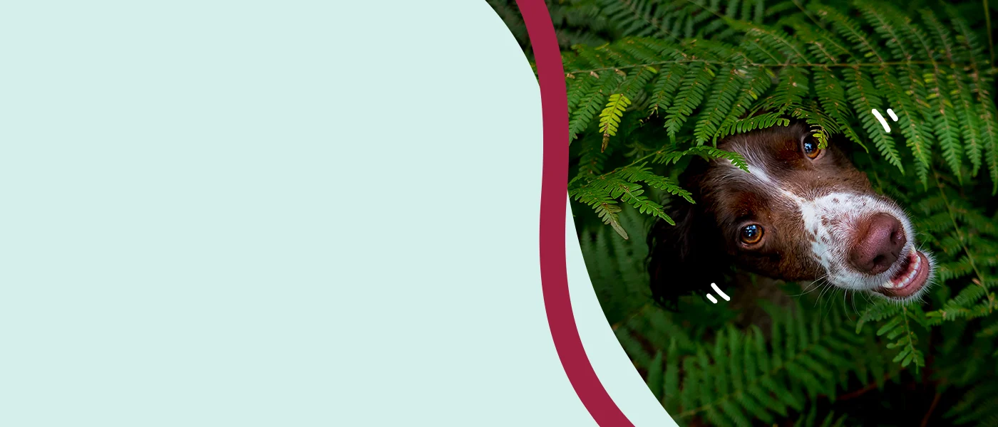 Simparico trio hero banner