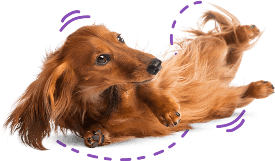 Langharige teckel ligt speels op zijn zij met paarse lijnen eromheen.